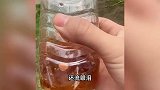 母子路边摊买冰粉吃出十几个蛆虫，商家不退款拒道歉，市监局回应