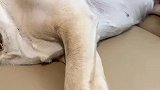 狗子睡觉千万别去惹