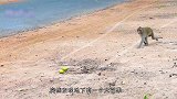 猴子捡起地上的一个芒果，下一秒吓得惊叫连连，这是个什么鬼