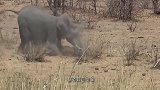 大象挑战5吨重犀牛，大战一触即发，场面难得一见！