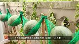 西瓜吃完，种子种阳台，人工授粉，结果一个比一个大，又红又甜