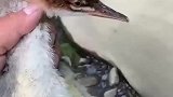 这是怎么抓住它的？