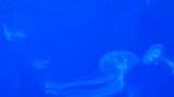 旅游-澳洲斑点水母