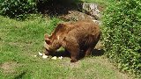 狗熊关在动物园里，野性都被磨灭了