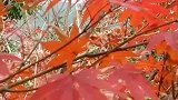 家门口的红叶