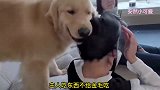爆笑：金毛怒扯铲屎官头发