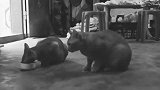 爱宠曾卓浩创作《他家萌萌哒的猫咪在吃猫粮耶》
