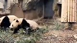 绵阳地震熊猫丢下竹子上演“五秒上树” 网友：求生欲太强