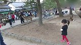 实拍宝宝在日本奈良公园喂小鹿，这些小鹿看着真是可爱了