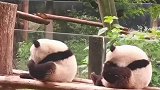 熊猫宝宝挠痒痒的动作也太可爱了