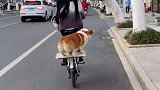 小姐姐花式遛狗，狗狗在后座如履平地