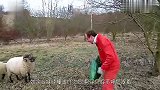 男子遭到一头小羊攻击,下一秒开始小羊行动了,镜头拍下搞笑一幕