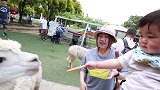 日后必成大器！可爱宝宝面对咄咄逼人的羊驼表现得无比淡定！