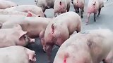 猪肉终于降价了，眼前这一幕，像极了爱情！