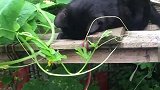 猫：别打扰我，我在这儿睡瞌睡呢！