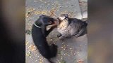 小猫正在窗台睡觉，一不小心掉下来，样子简直好笑极了！