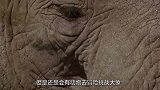 大象与整个狮群作斗争，到底是为什么看完让人感动