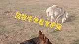 神奇的德牧犬看家护院
