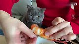 猫咪天天趴在窗台看小鸟，主人只好给它做一顿“小鸟”吃