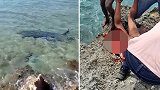 哥伦比亚一名游客在海中被鲨鱼袭击 大腿被咬伤不幸身亡