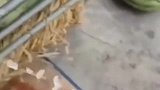 刚想买就看见这一幕，西瓜都注水，老板的良心呢