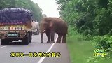 印度饥饿大象公路上拦截马铃薯货车 饱餐后淡定离开