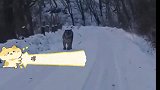 路遇一只拦路虎，一句本地人化困境！