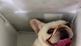 把狗子放在冰箱里解暑的搞笑行为！