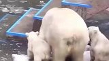 北极熊宝宝努力练习跳跃，多次尝试后终于成功，像极了我们的人生