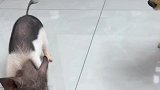 原来猪这么容易急眼