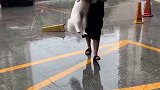 洗完澡碰到大闪电大雨 被宠物店老板扛回来了萨摩耶