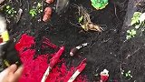 以为人参会跑是谣言，我怀疑它成精了