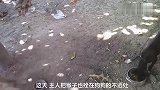 猴子挑衅狗狗，还砸了狗狗的饭食，结果很无奈