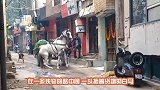 公牛吃草吃得好好的，两只狗仗势欺人，公牛被激怒了