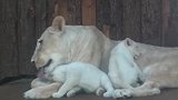 白色狮子的一家，和睦相处很温馨！