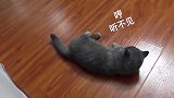 猫咪求主人抱抱，主人没理它，猫咪：本喵生气了后果很严重