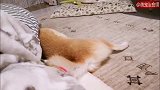 柴犬自导自演了一场戏：救命啦！我被被子谋杀啦！
