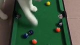 爱打桌球的猫咪
