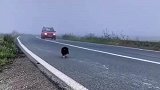 公路上两只可怜无助的狗狗