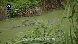 鳄鱼正在晒太阳，野马跑过来踩它两脚，跑不过乖乖挨打