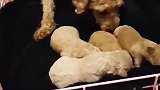 为什么有的狗一出生就要断尾呢