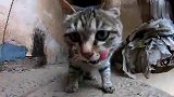 农村野性狸花猫，正在尽情的啃肉肉，突然拍一下它屁股会怎样？