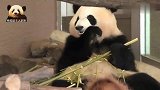 美貌无敌的熊猫宝宝彩浜得意洋洋地在镜头前吃播，萌得不要不要的