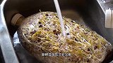 家里常备一些豆子，自己就能做豆芽，方法简单，你学会了吗？