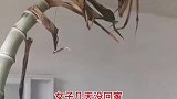 浙江：女子好几天没回家，毛竹破土而出