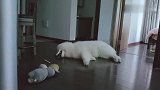 当一条无忧无虑的小狗狗也太快乐了～