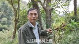 农村不起眼的桃胶，听说还可以卖几十块钱一斤，大叔这次发财了