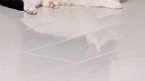 猫 这个视频有点短 星探家