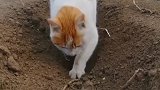 看我家猫咪在干嘛