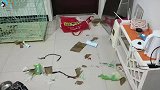 边牧和二哈合起伙拆家，主人却奖励它们肉吃，这是为啥？
